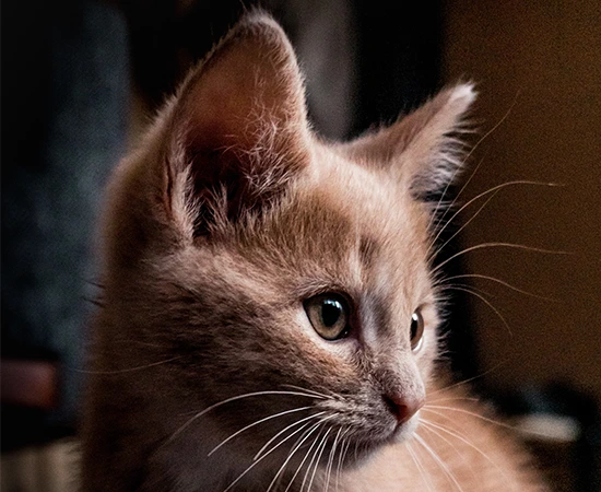 A close-up of a light brown tabby kitten with greenish eyes, looking to the right. The background is softly blurred, drawing focus to the cat’s expressive face and prominent whiskers.